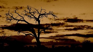 tree clouds
