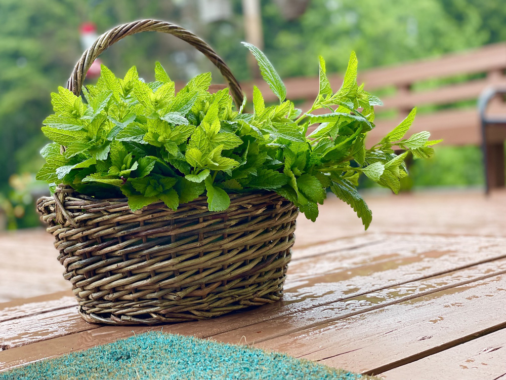 Lemon Balm in basket