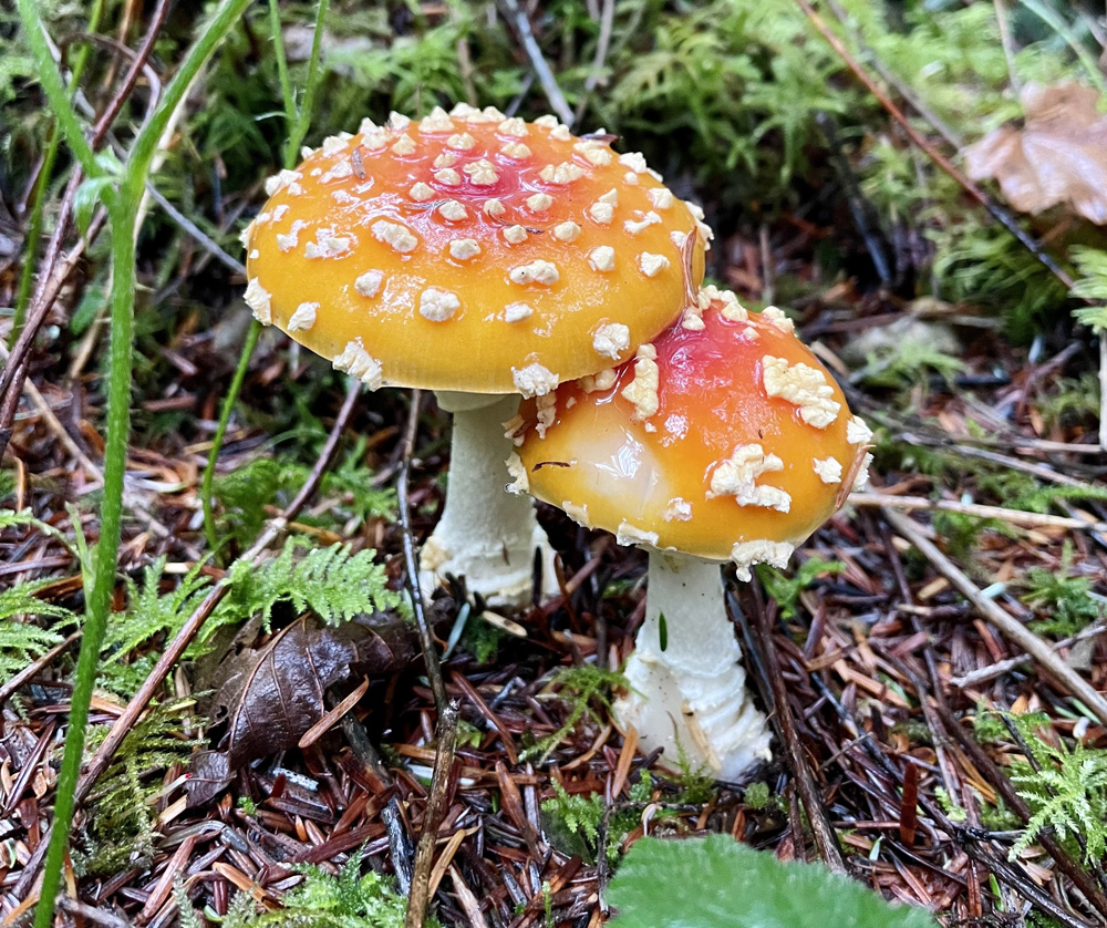 Orange Amanita muscaria Orange Amanita muscaria