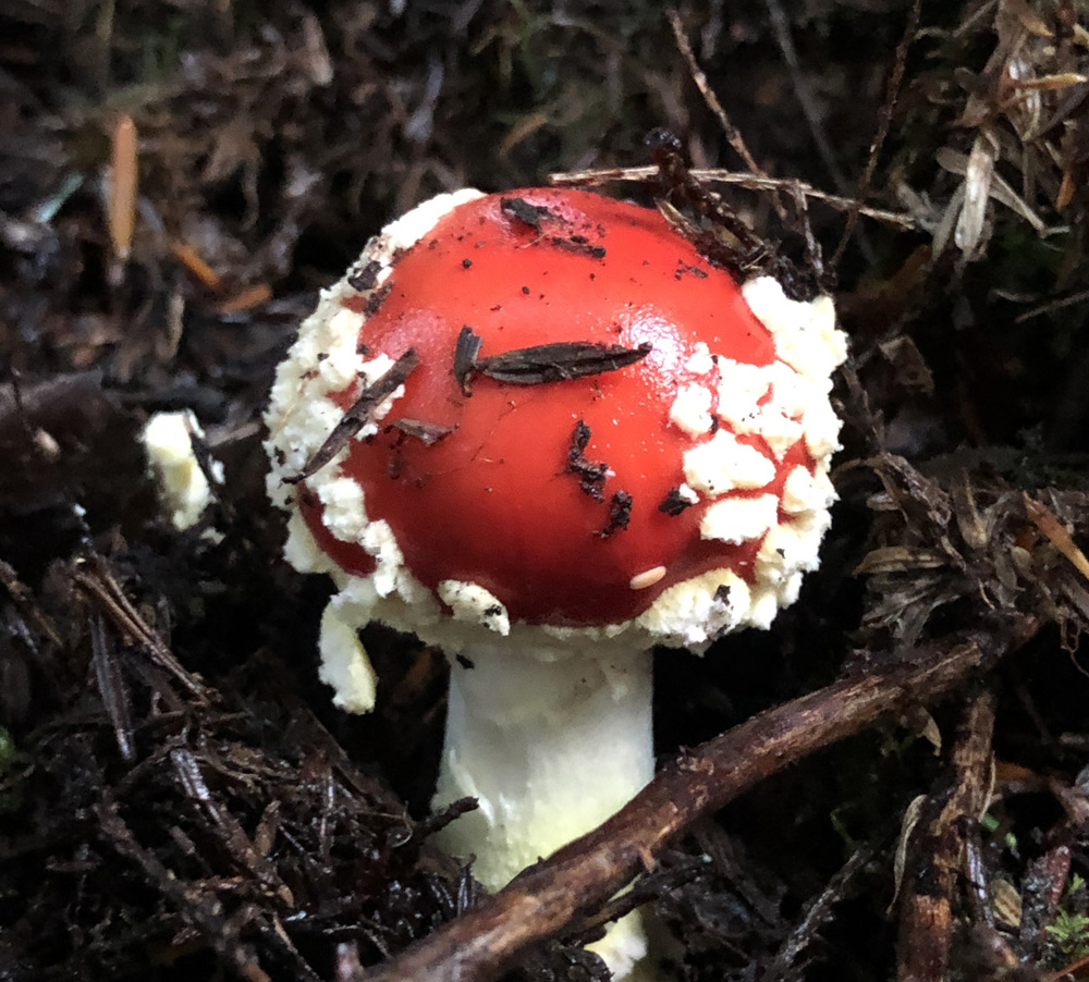 Small red Amanita muscaria mushroom Small red Amanita muscaria mushroom
