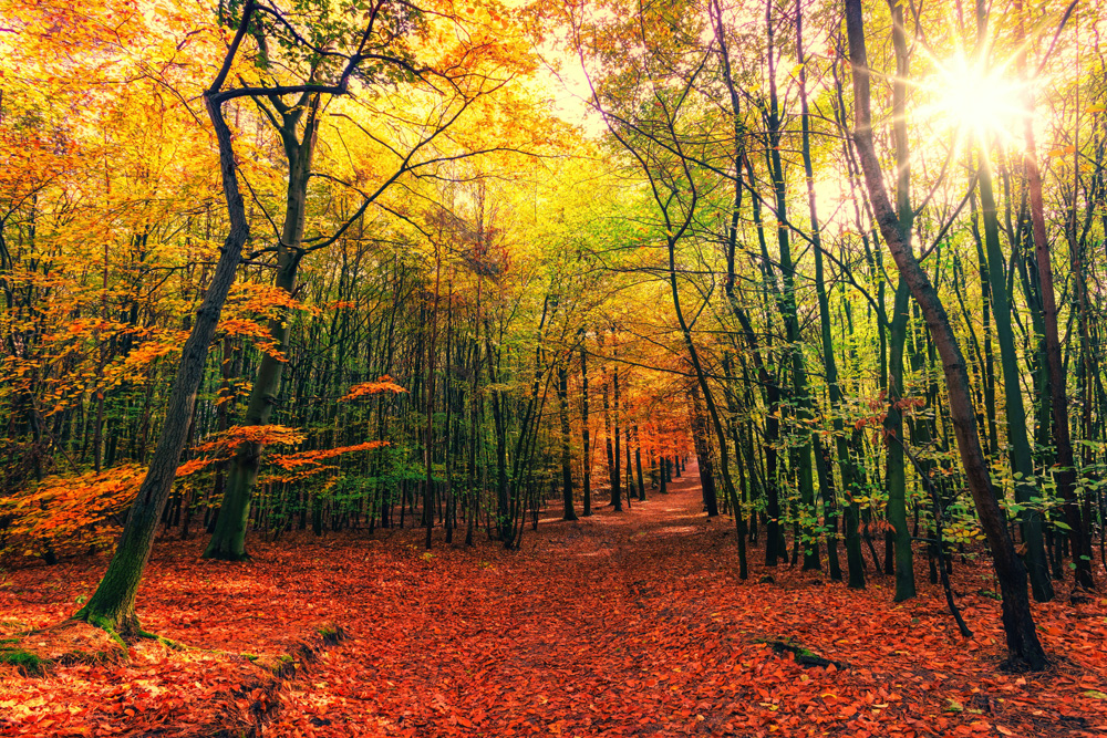 gold and orange fallen leaves in autumn woods