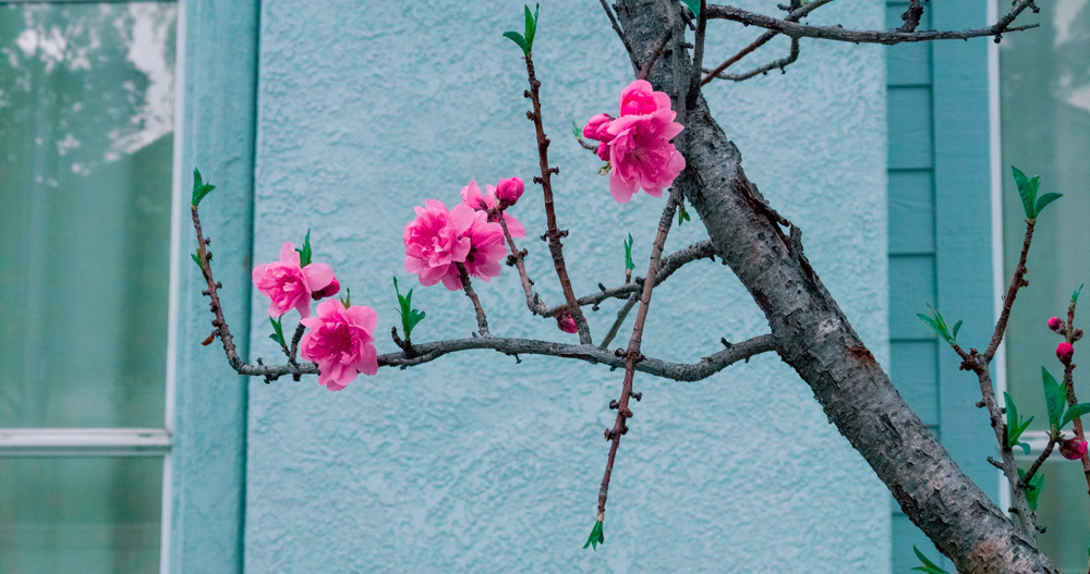 pink blossom tree