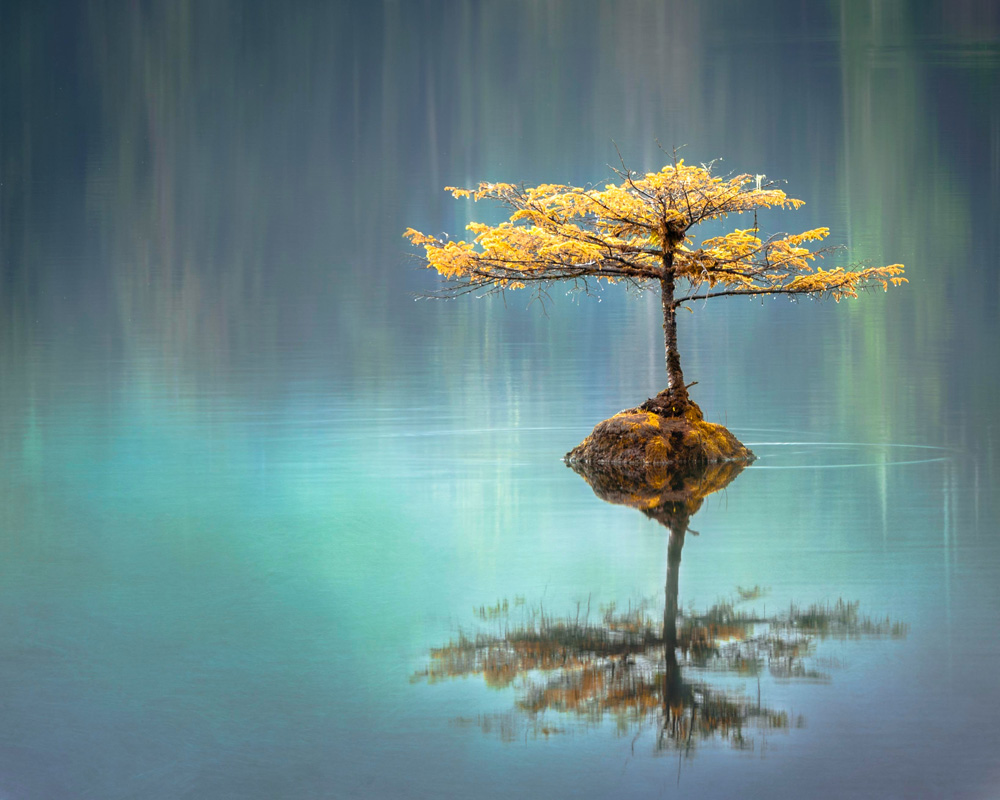 solitary tree and reflection in a lake