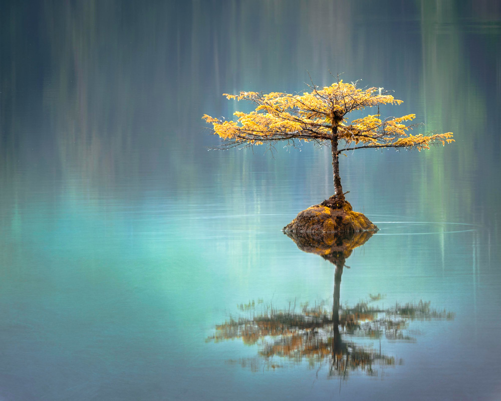solitary tree and reflection in a lake solitary tree and reflection in a lake