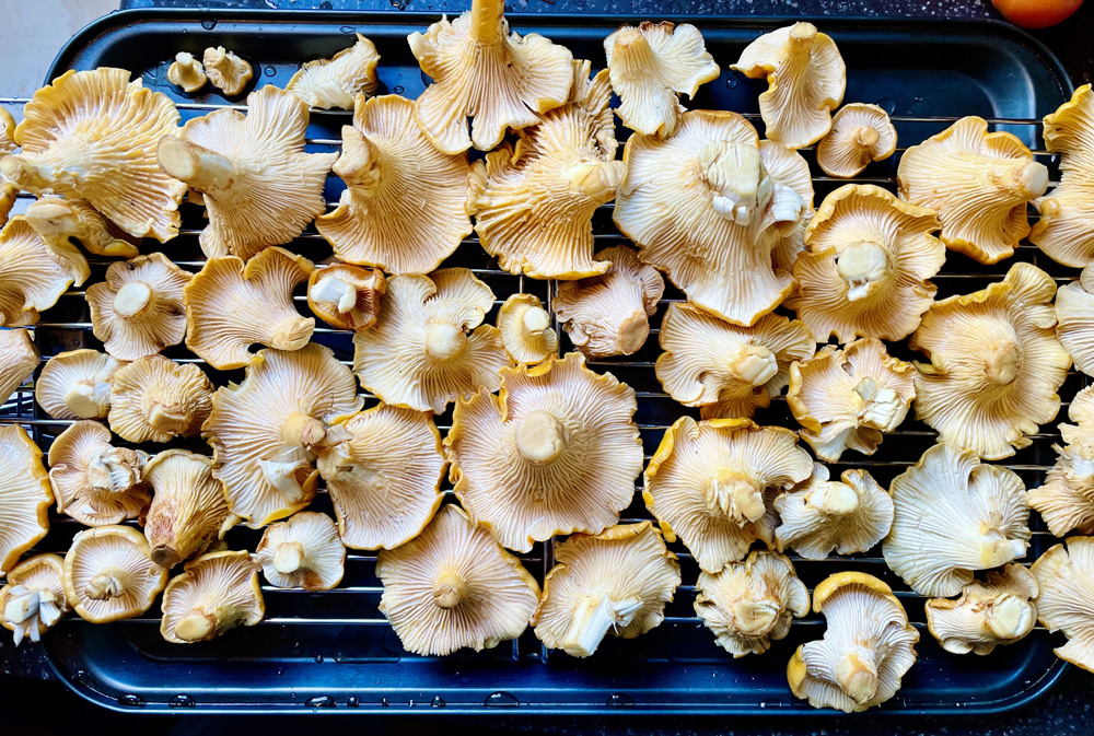 Chanterelle mushrooms fall wild harvest