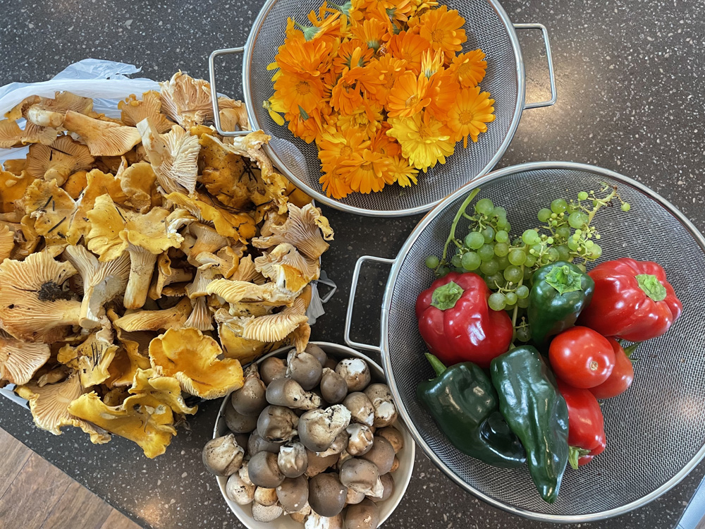 Wild foods and garden food - chanterelles calendula puffball mushrooms harvest
