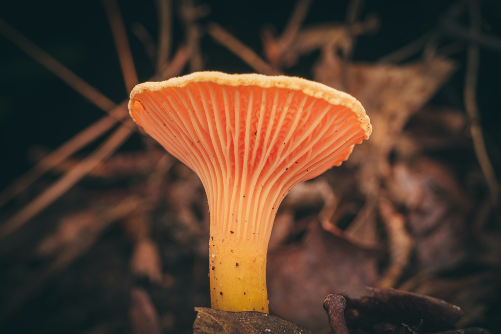 golden chanterelle mushroom
